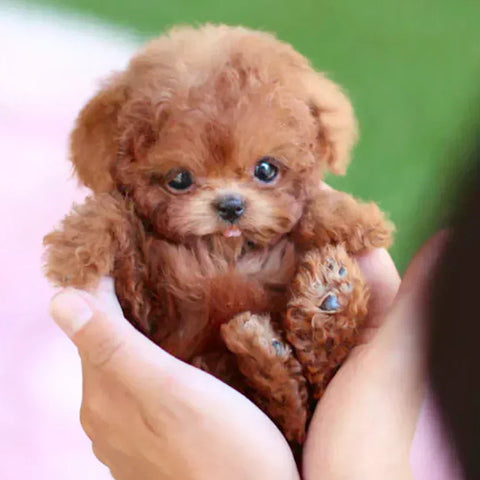 Hatmeo BrightPaws Puppy Children's Companion Plush Toys